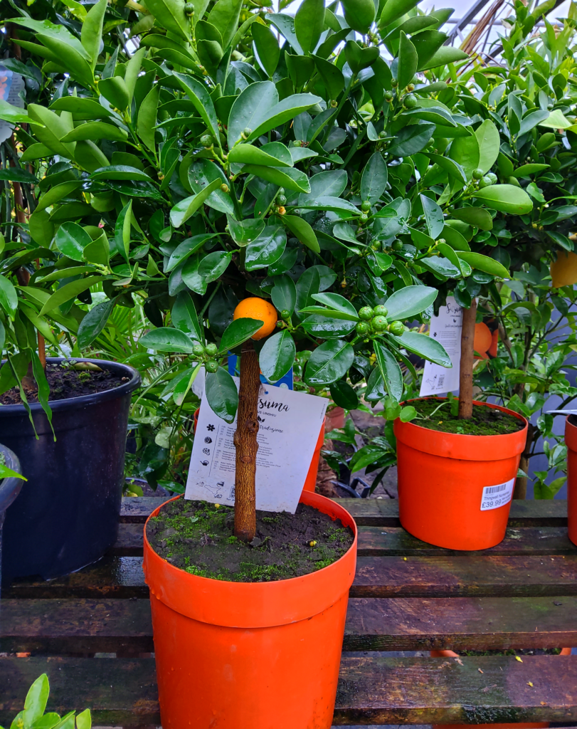 Satsuma Tree Thingwall Nurseries